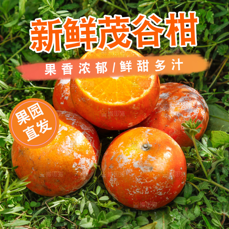 一堆武鸣茂谷柑