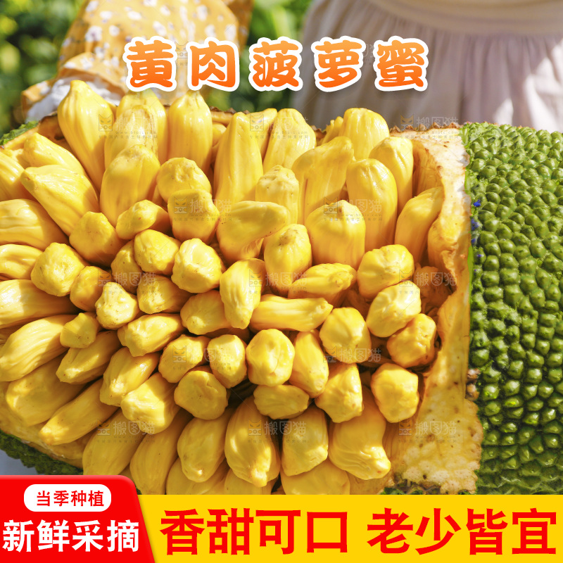 手里捧着海南黄肉菠萝蜜