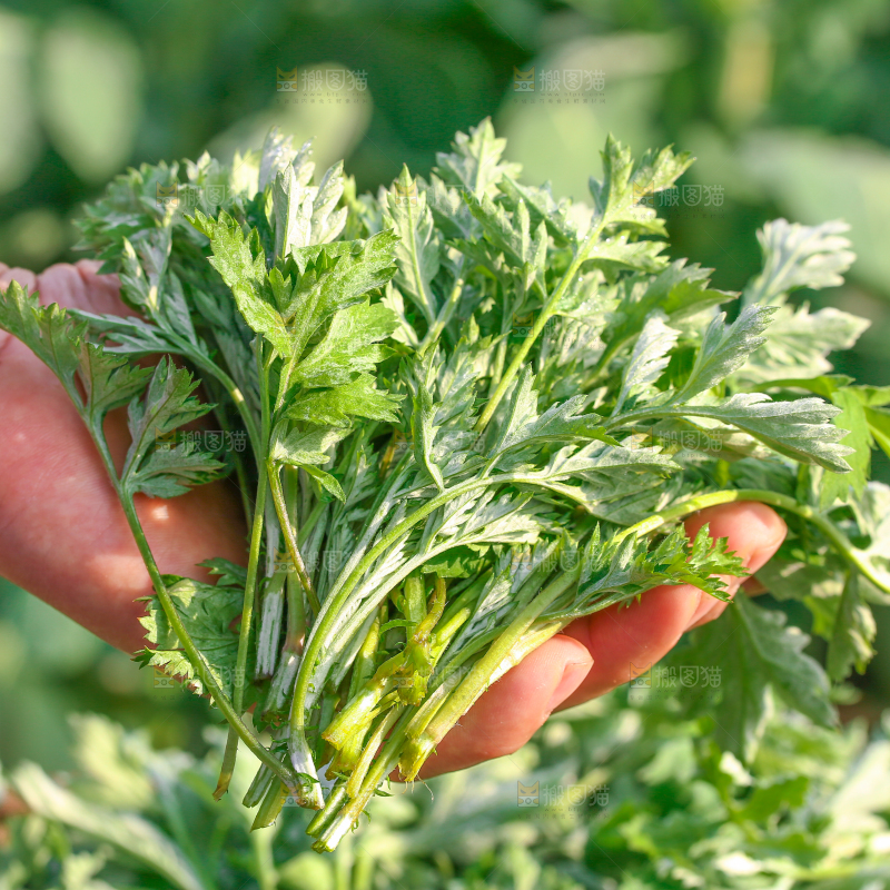 手里拿着野生艾叶