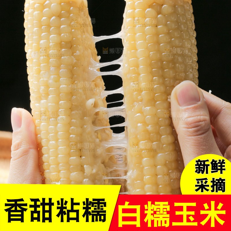 手里拿着白糯玉米棒