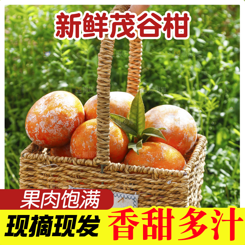 一篮新鲜茂谷柑