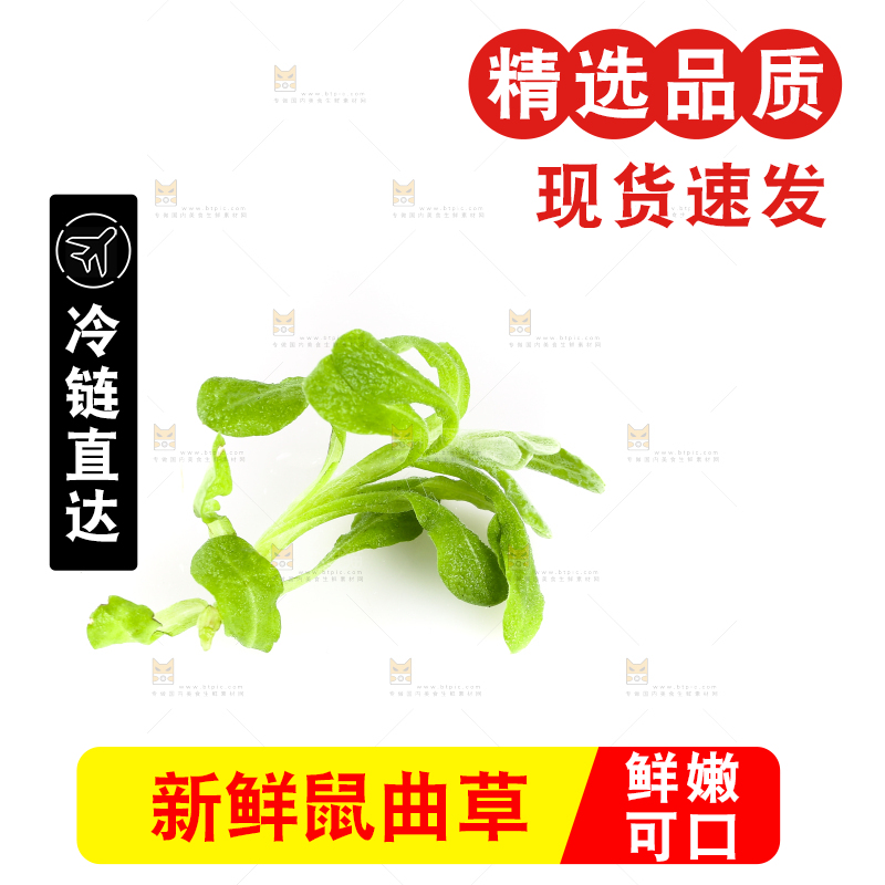白底上放着清明草