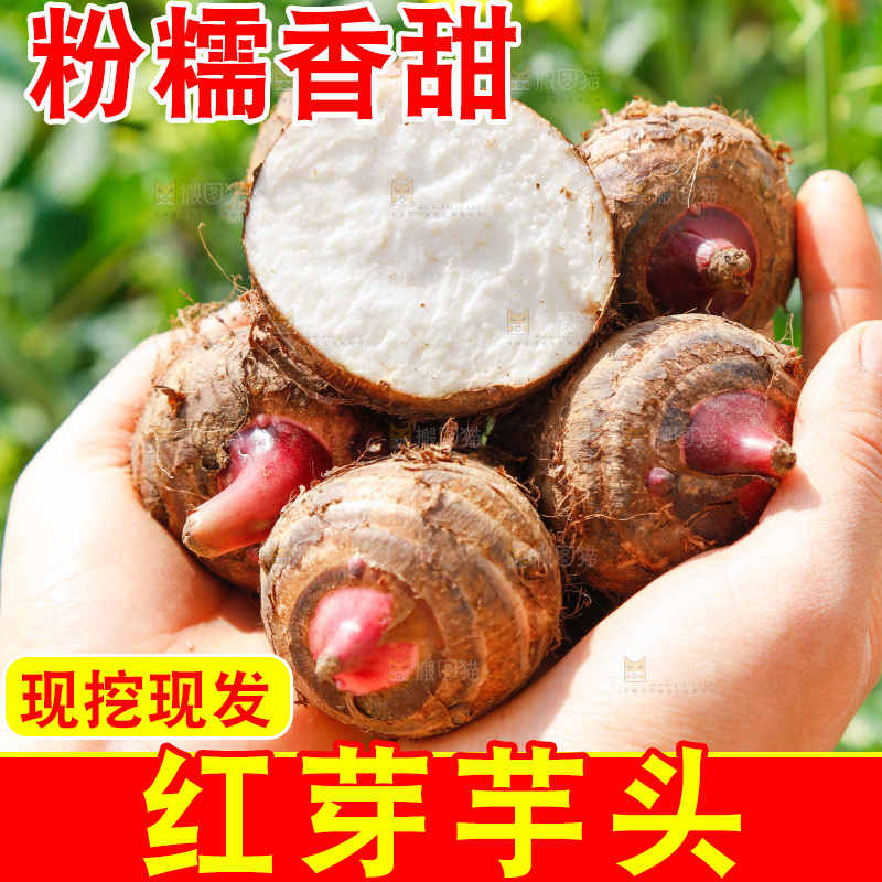 手里捧着红嘴芋头