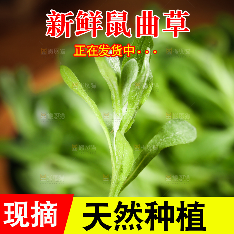 一棵新鲜清明草