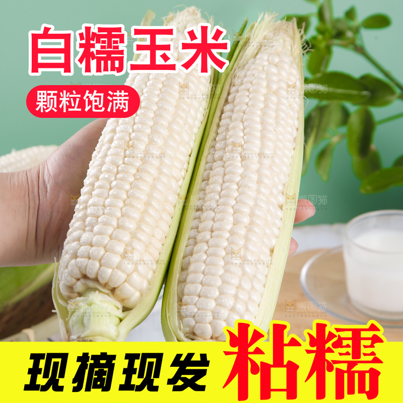 手里拿着白糯玉米