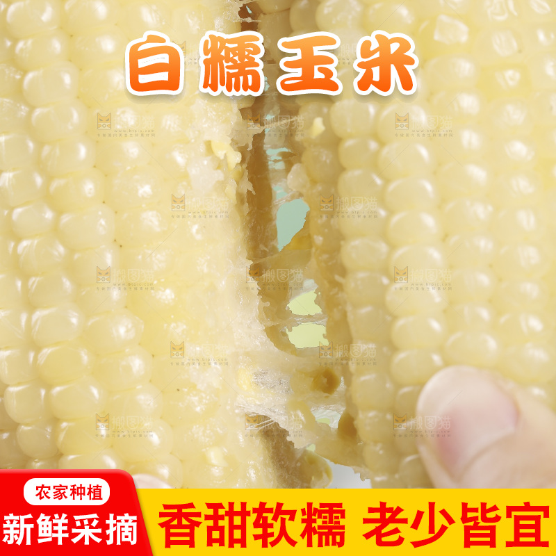 手里拿着东北白糯玉米