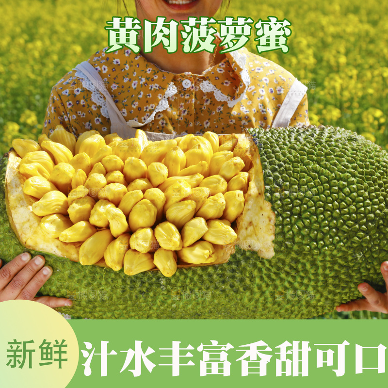 手里捧着海南黄肉菠萝蜜