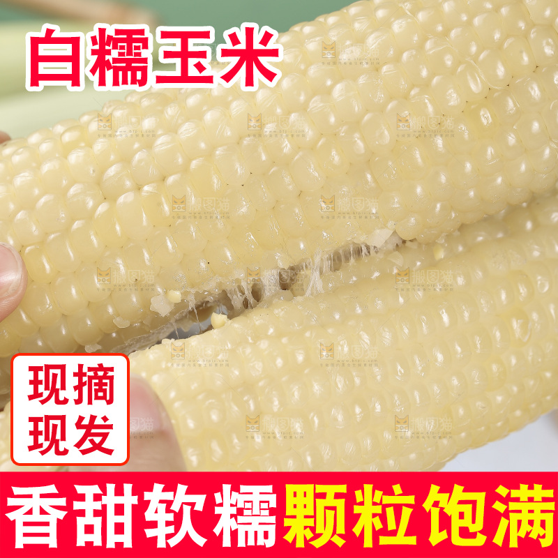 手里拿着白糯玉米棒