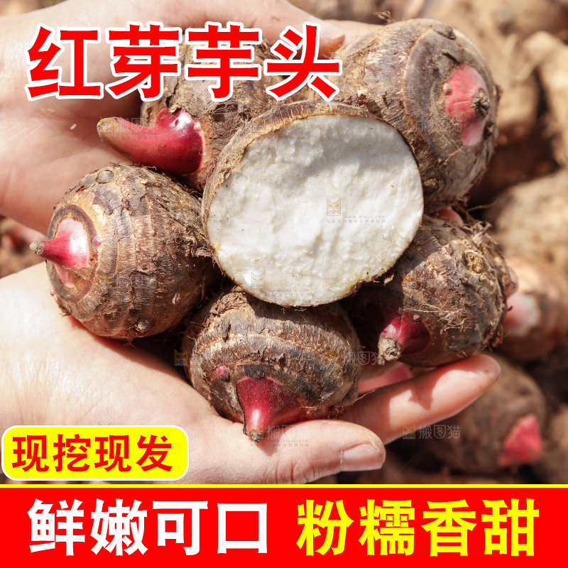 手里捧着红嘴芋头