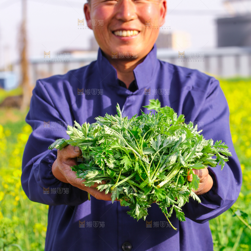 手里捧着艾草叶