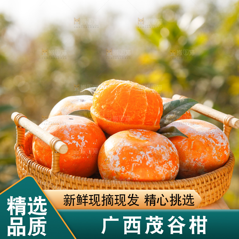 手里端着一篮广西茂谷柑