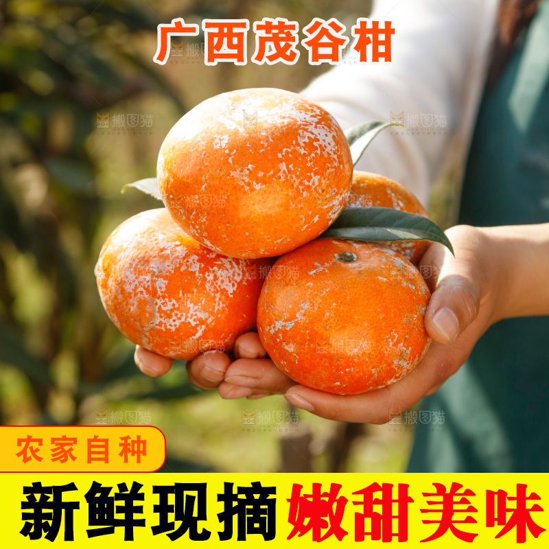 手里捧着武鸣茂谷柑