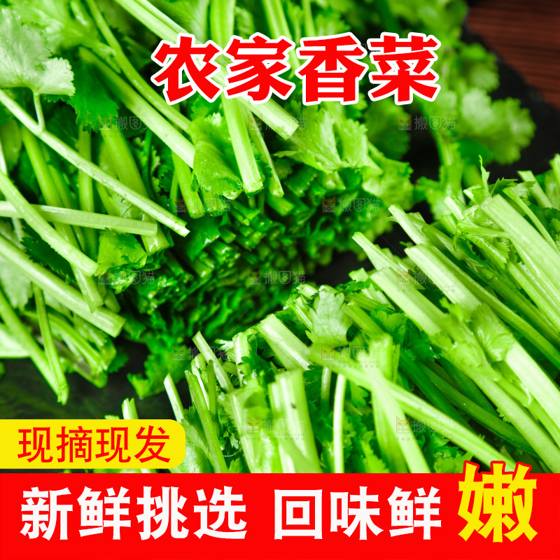一堆四季香菜