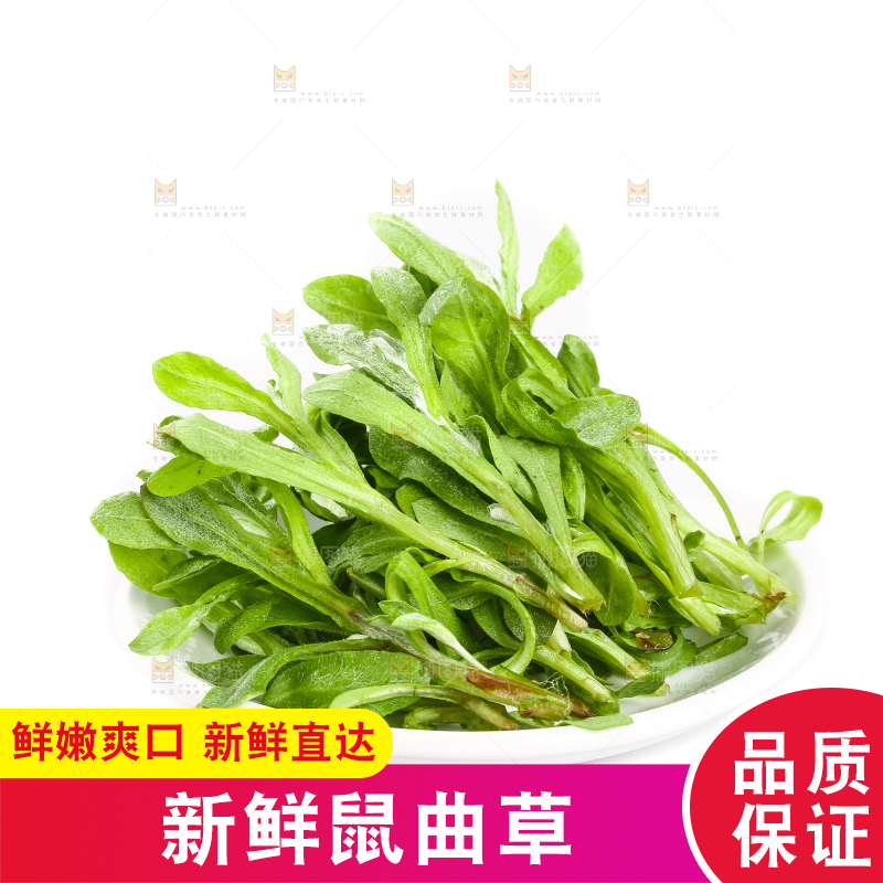一盘鼠曲草摆放在白底上