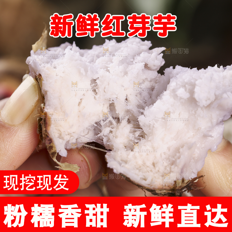 手里拿着熟的红芽芋