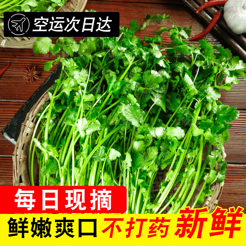 一篮新鲜香菜