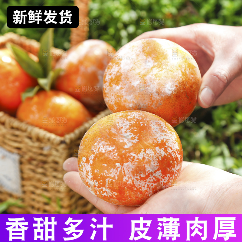 手里拿着广西茂谷柑