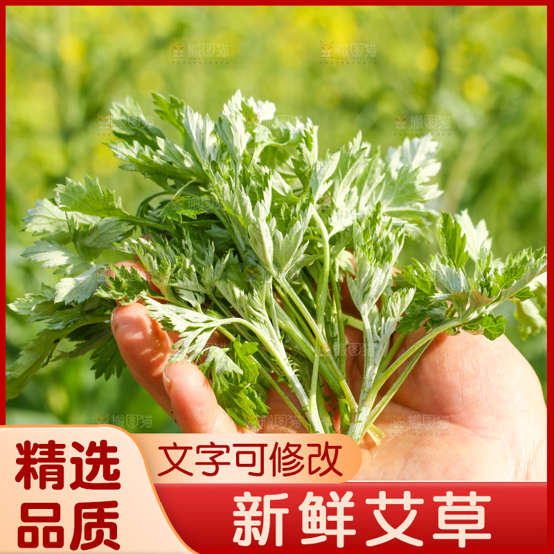 手里拿着野生艾叶