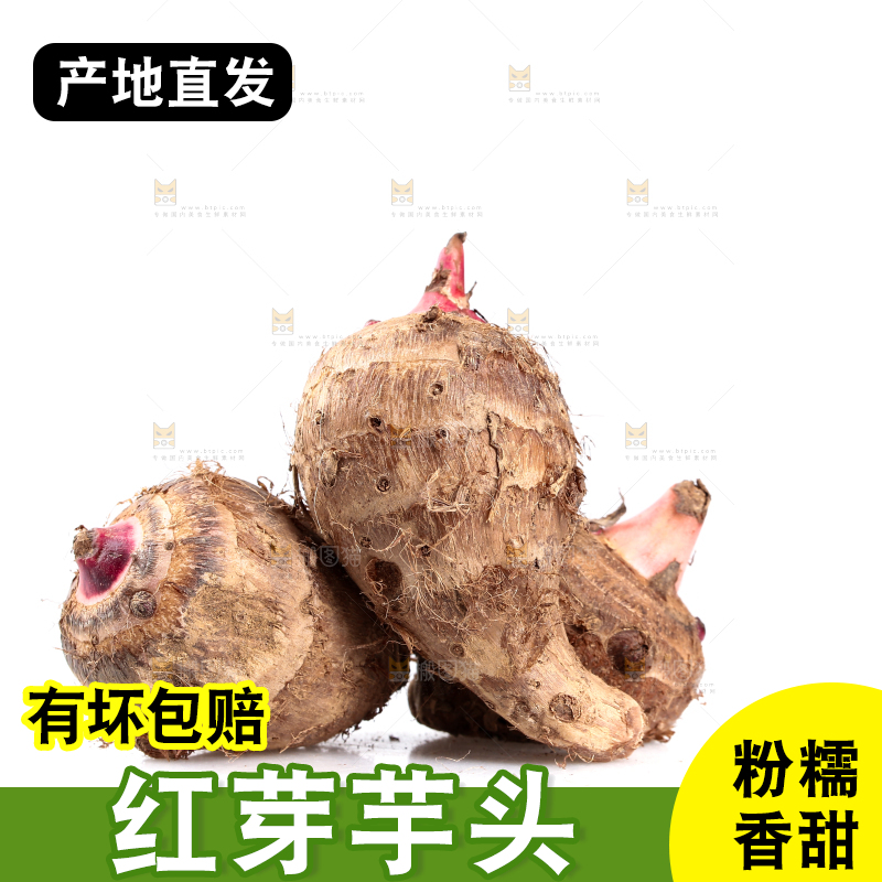 白底上的广西红芽芋