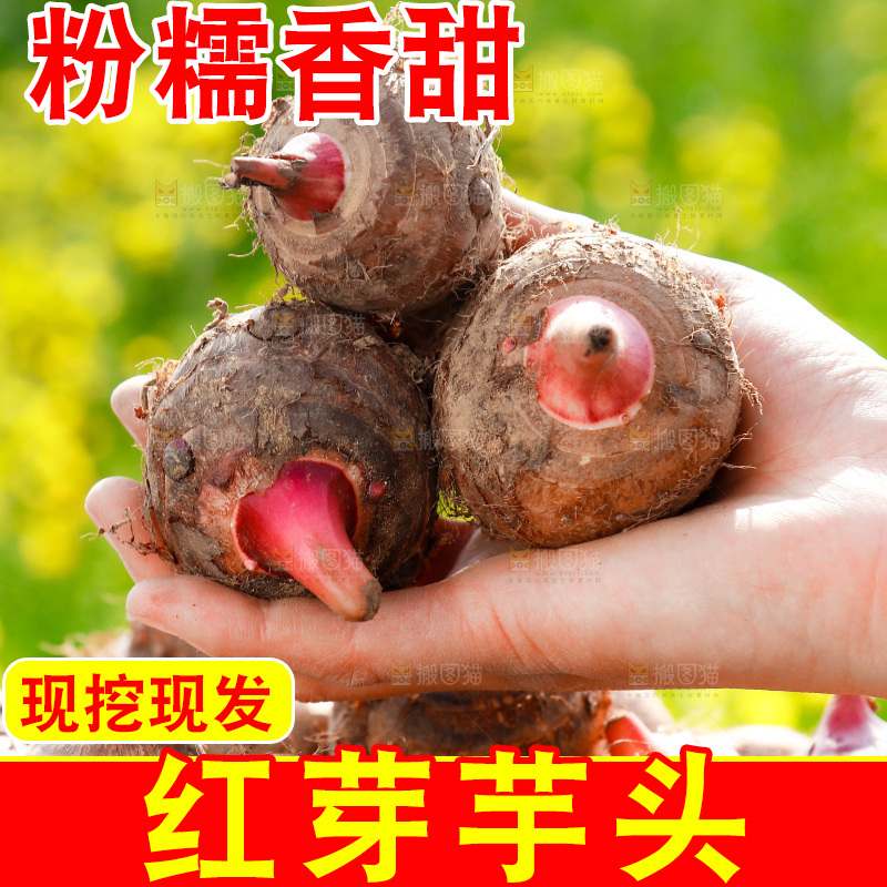 手里拿着红芽芋