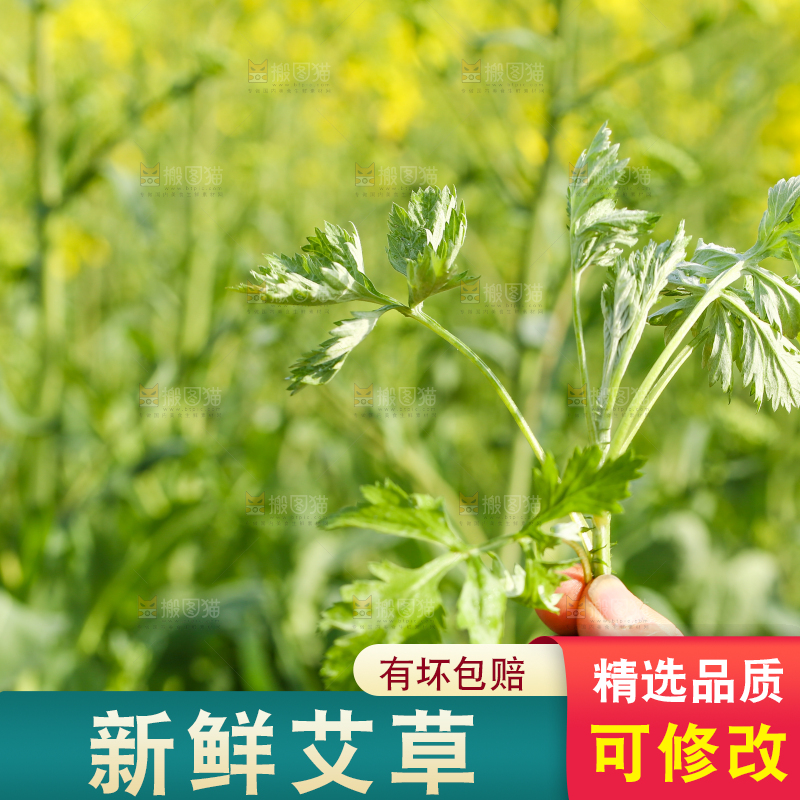 手里拿着野生艾叶