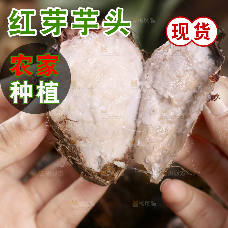 手里拿着熟的红芽芋