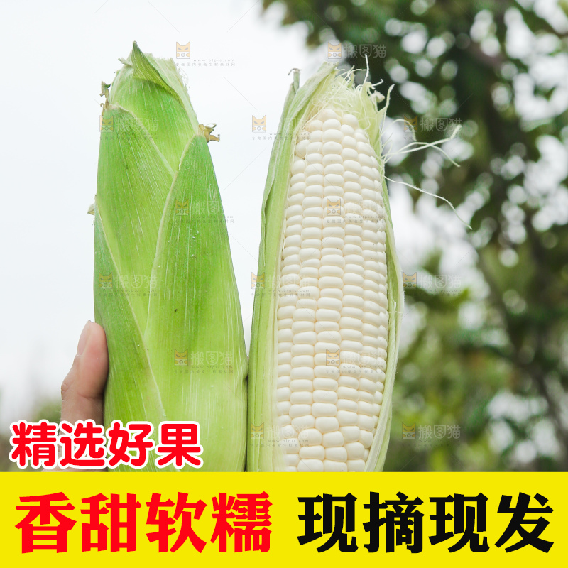 手里拿着白糯玉米