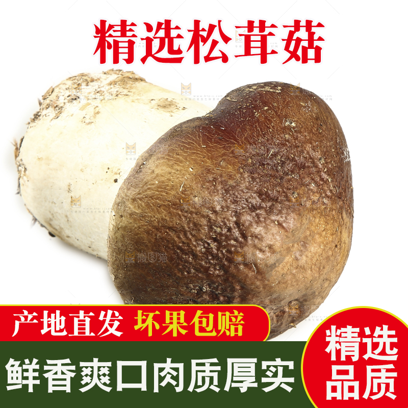 白底上放着松茸菇