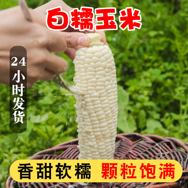 手里拿着白糯玉米棒