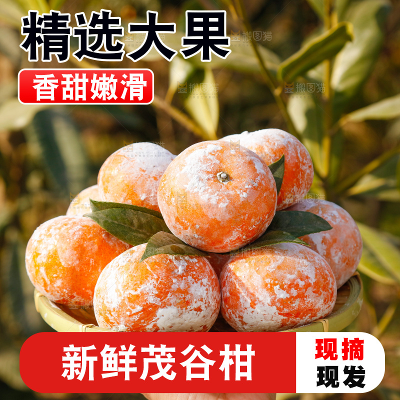 手里端着一篮广西茂谷柑