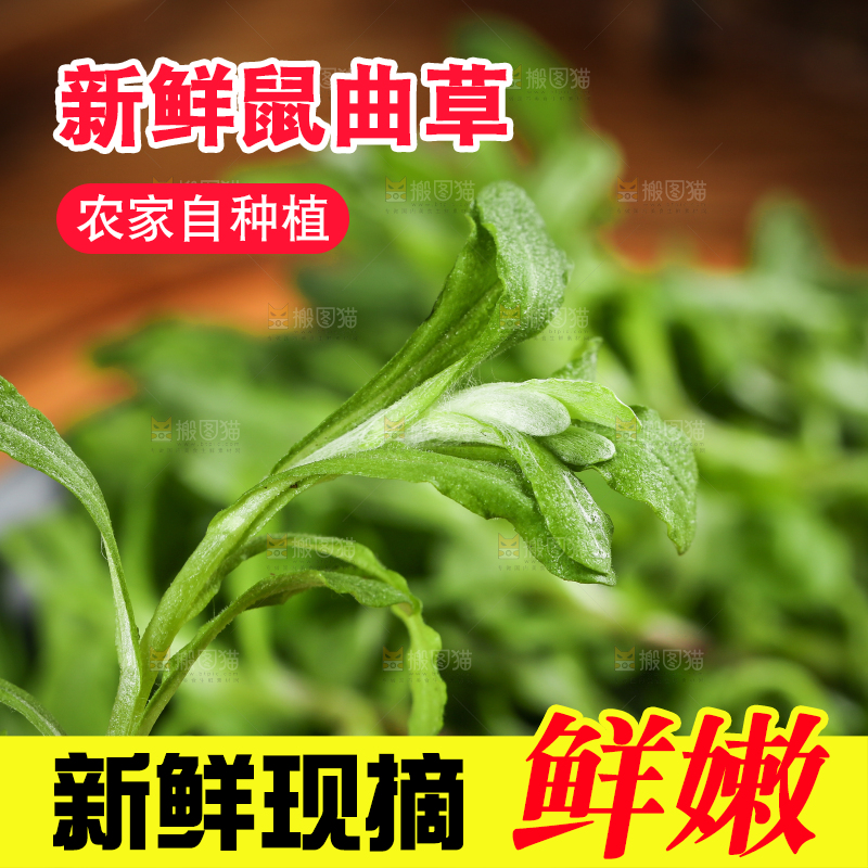 新鲜野生鼠曲草