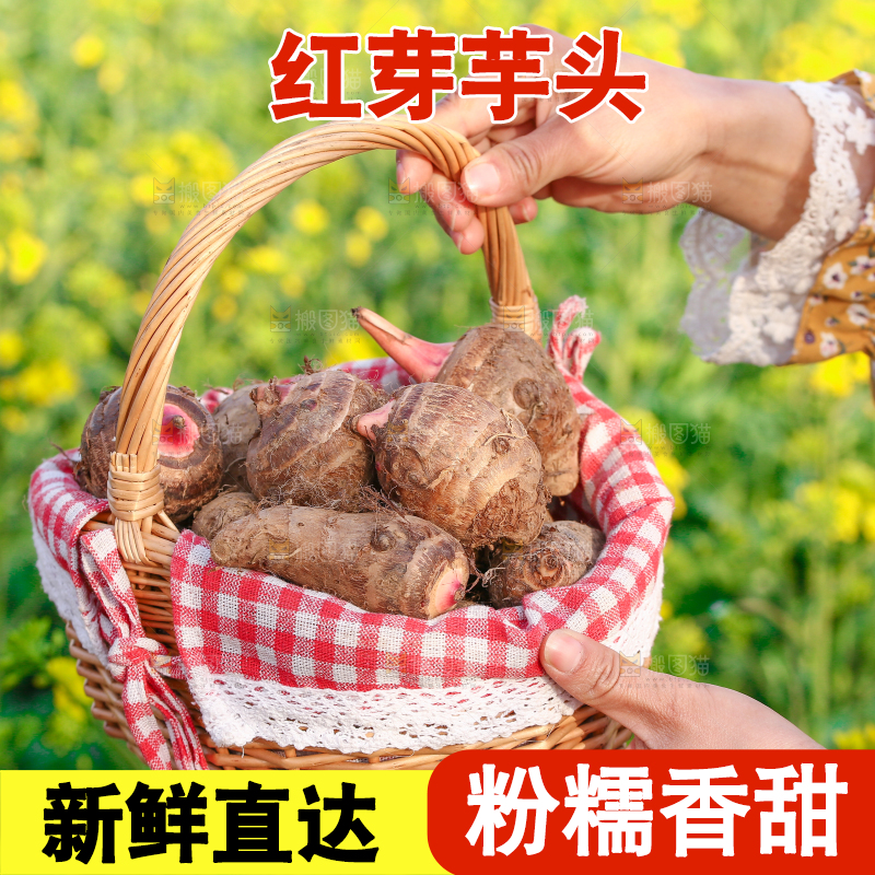 手里提着一篮红芽芋头
