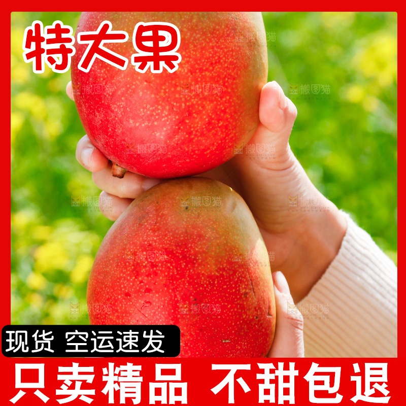 手里拿着澳芒