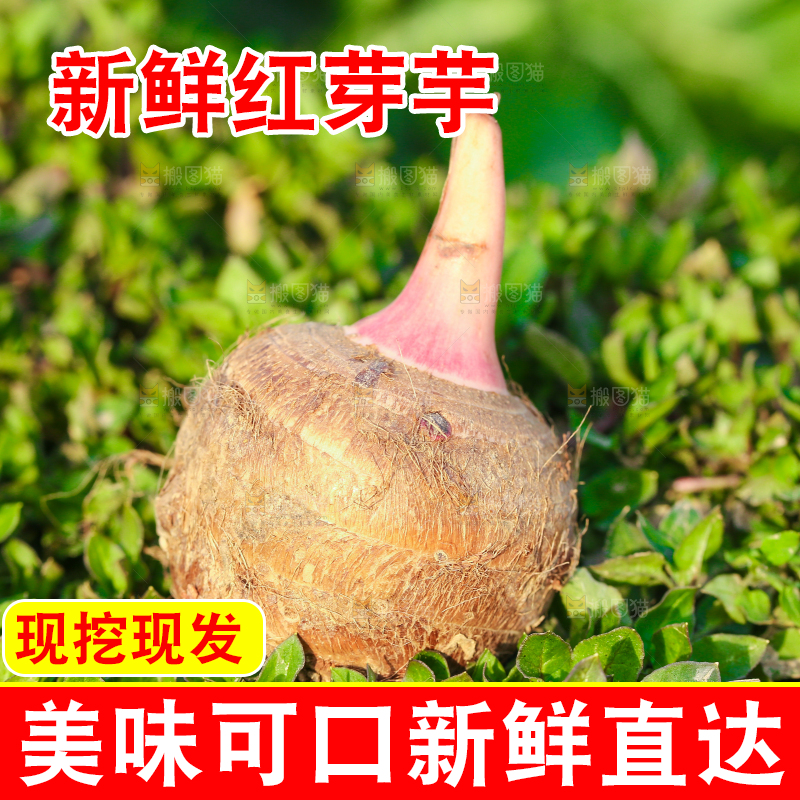 草地上的红嘴芋头
