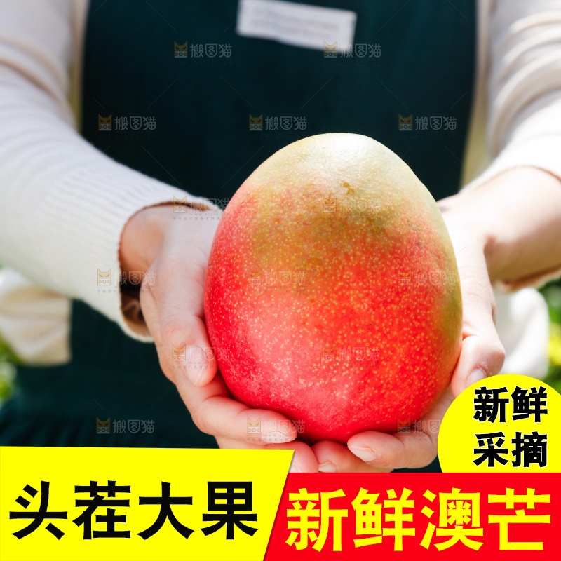 手里拿着澳芒