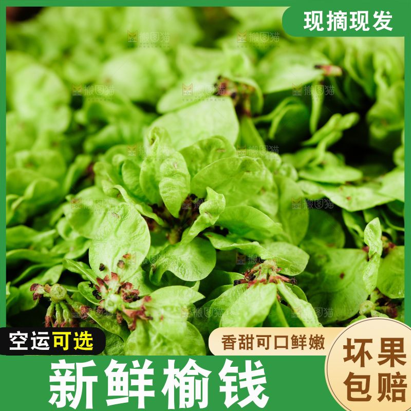 一篮新鲜榆钱