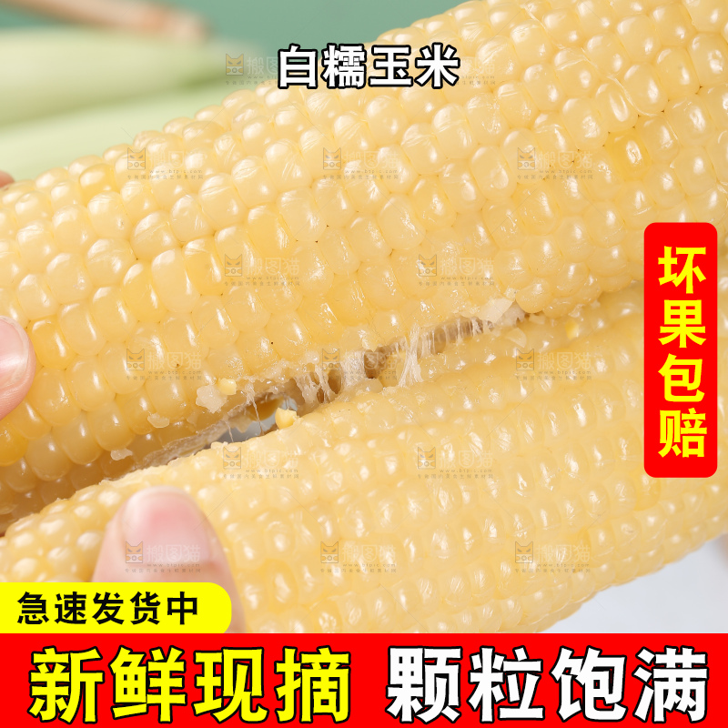 手里拿着白糯玉米棒