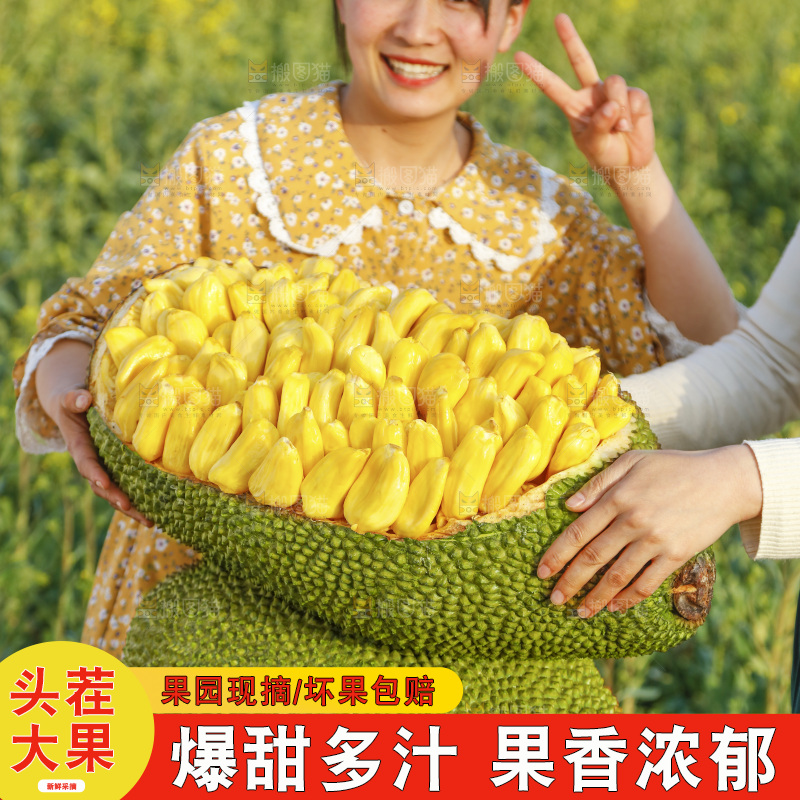 桌子上放着黄肉菠萝蜜