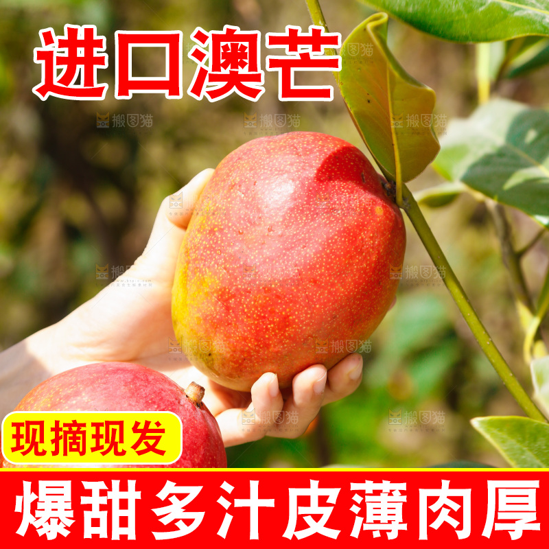 新鲜采摘澳芒