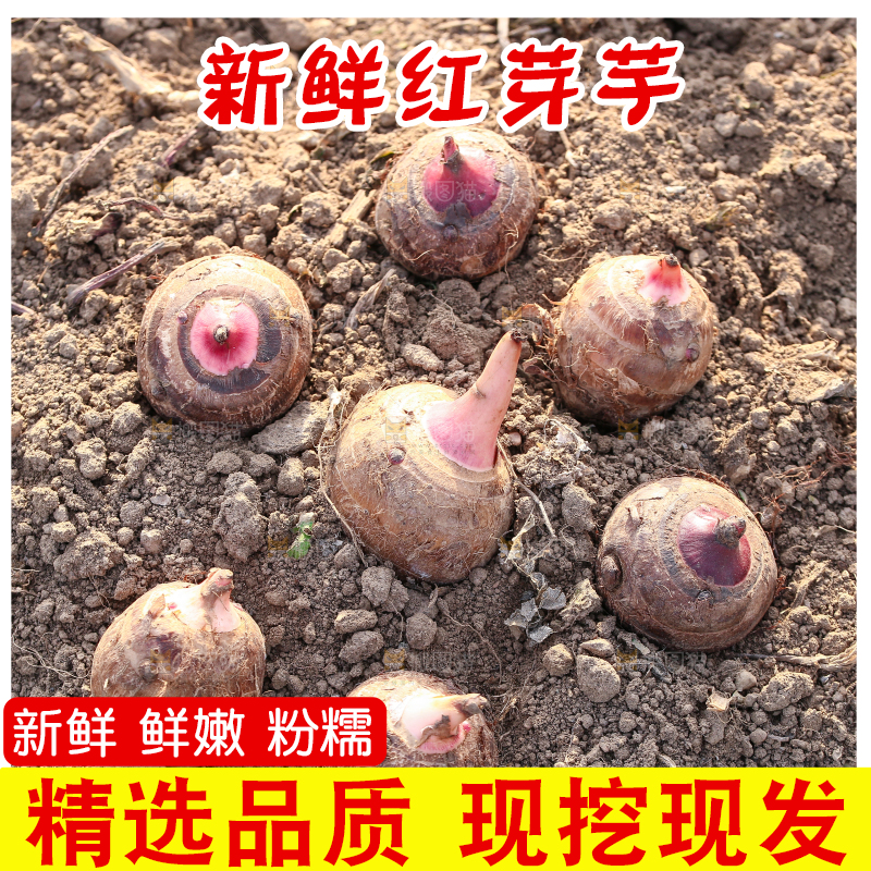 新鲜的红芽芋头