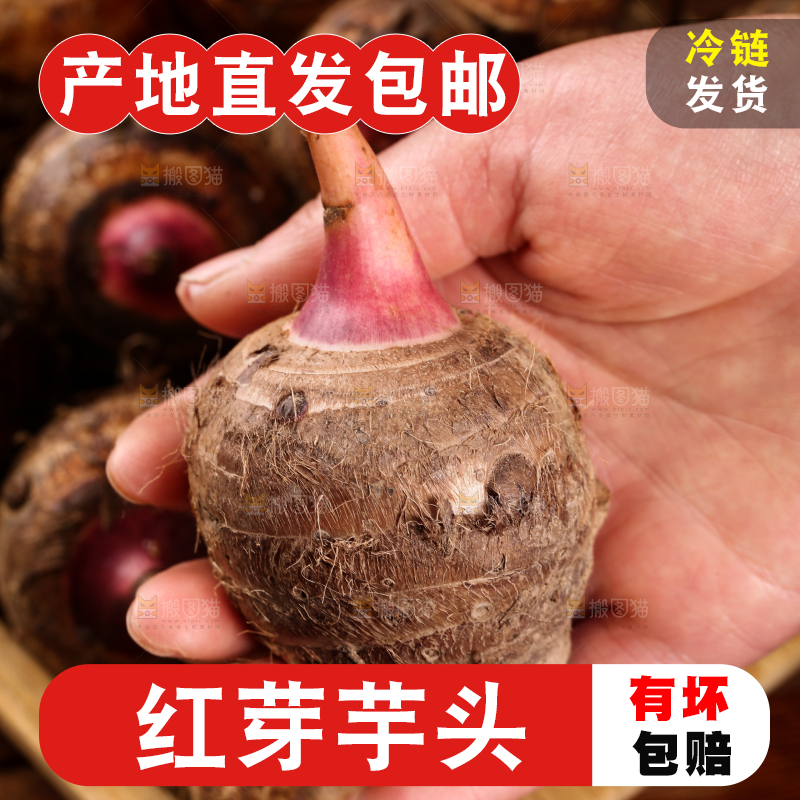 手里拿着红嘴芋头