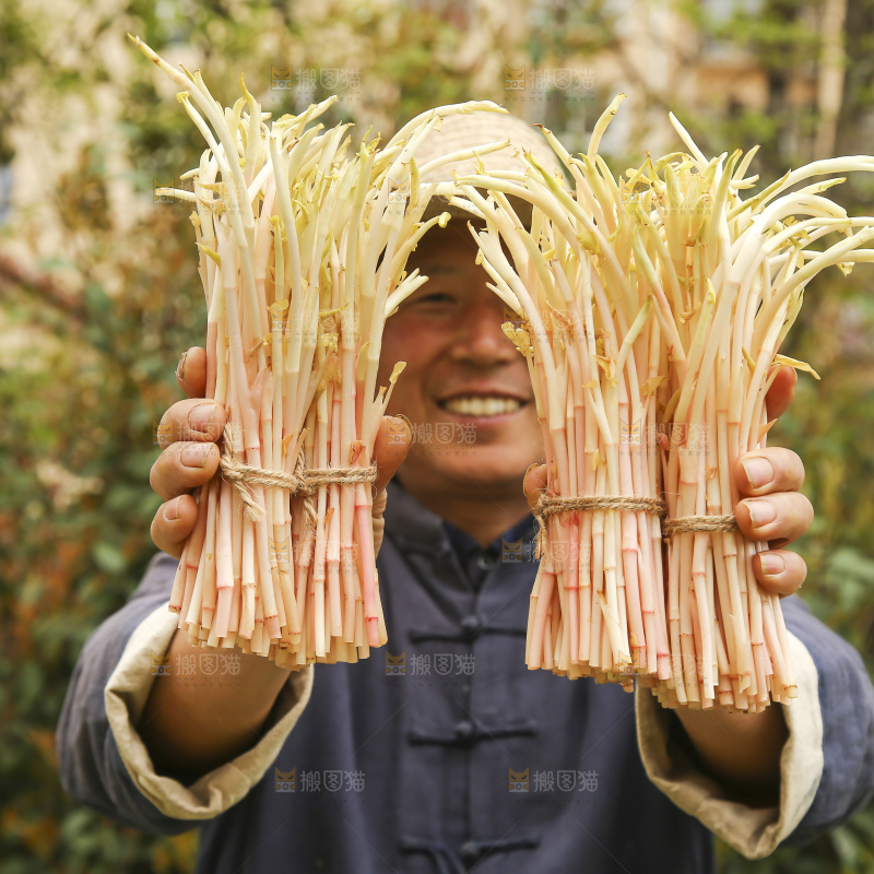 手里拿着鱼腥草嫩芽