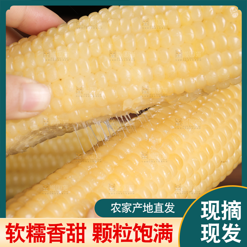 手里拿着白糯玉米棒
