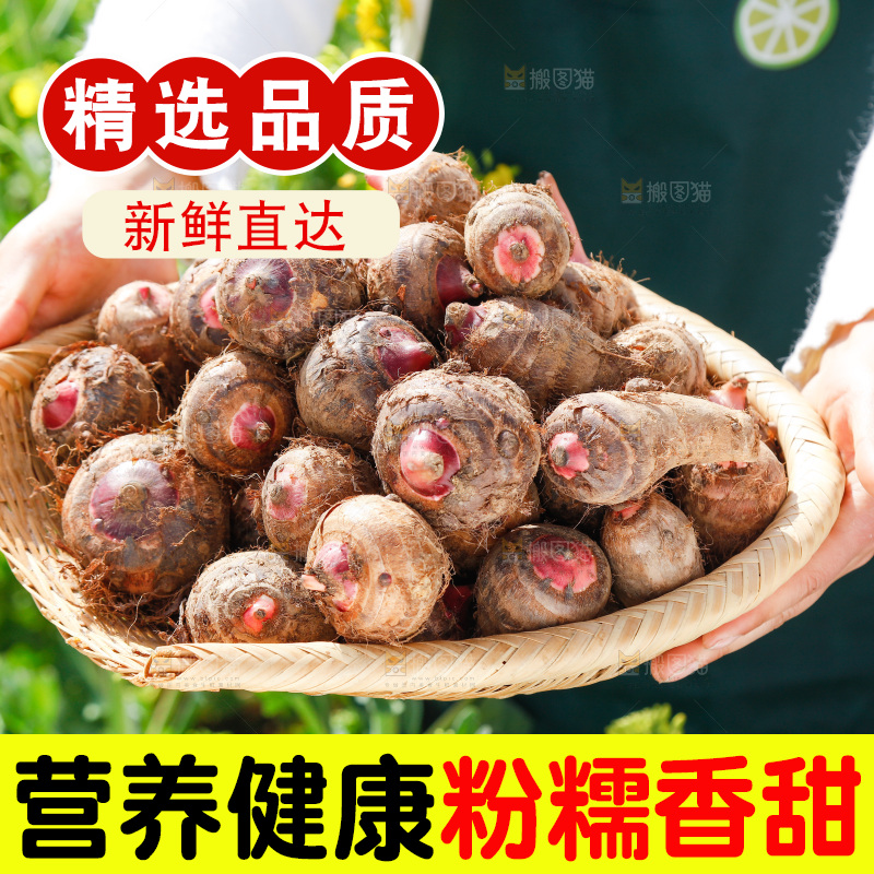 一簸箕红芽芋头