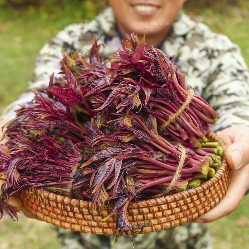 手里端着一篮红油香椿芽