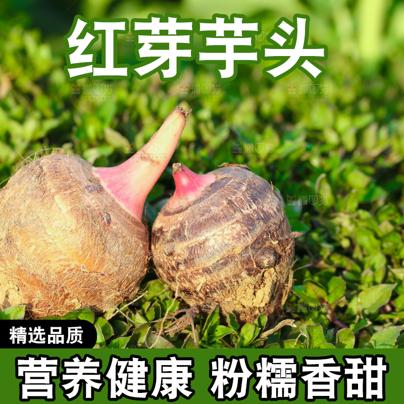 草地上的红嘴芋头