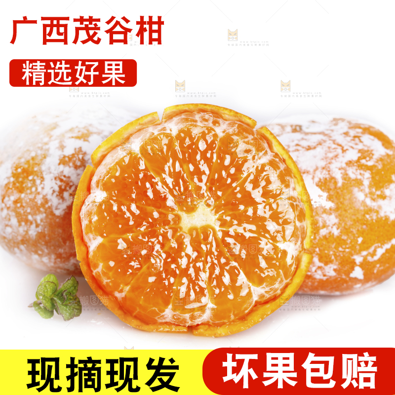 武鸣茂谷柑摆放在白底上
