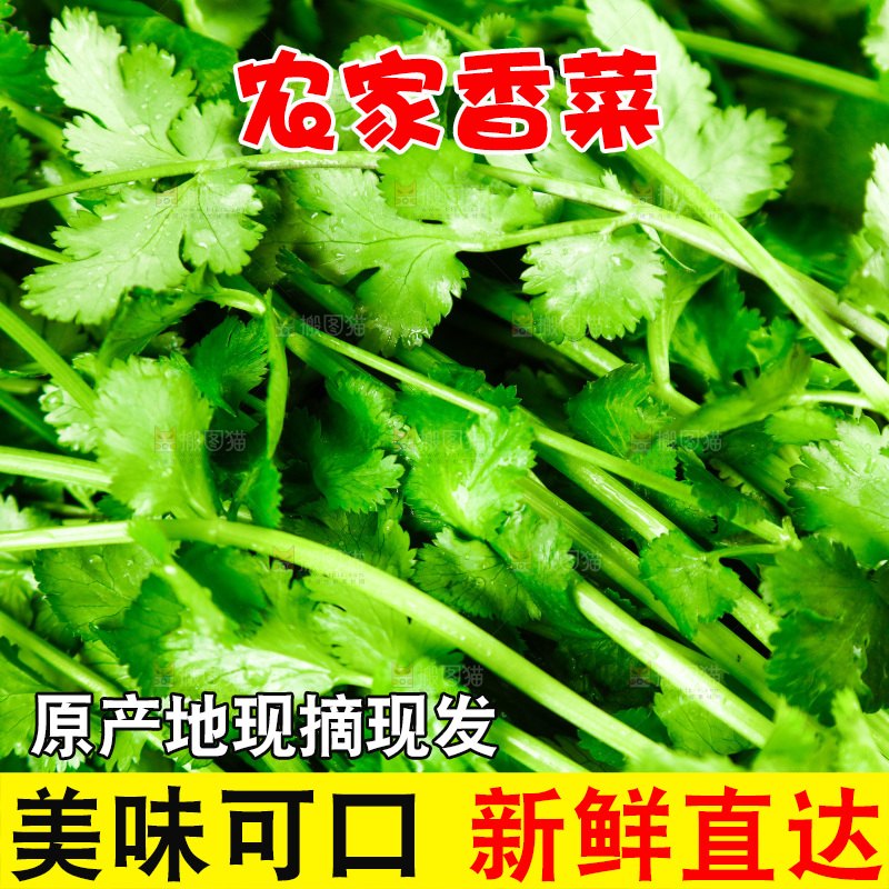 一篮新鲜香菜