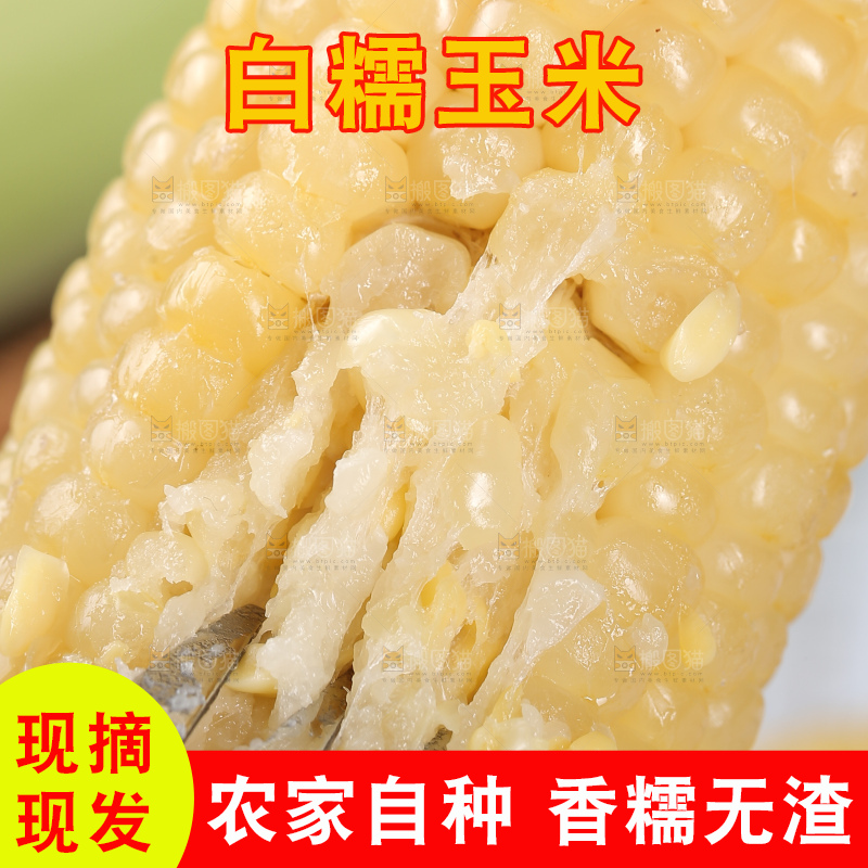 新鲜的甜糯玉米