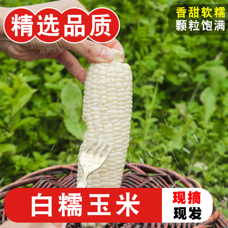 手里拿着白糯玉米棒